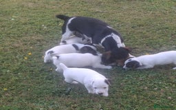 Jack Russell dogs for sale: Jack Russell Puppy - Image 2