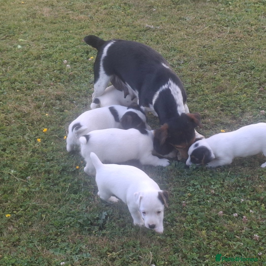 Jack Russell dogs for sale: Jack Russell Puppy - Image 2