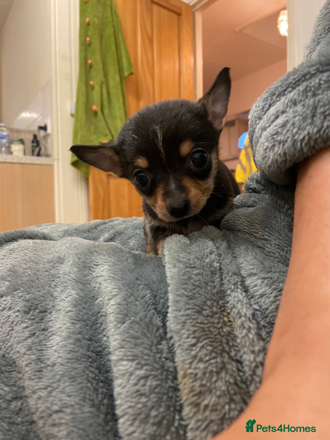 Chihuahua dogs for sale: 2 male chi pups for sale derby - Advert 8