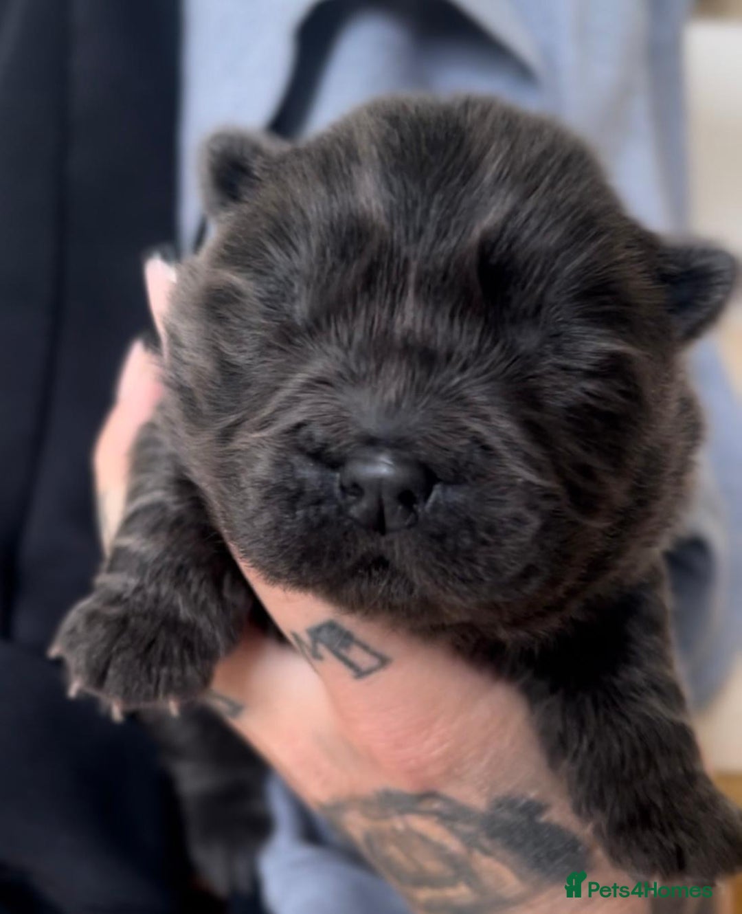 Chow Chow dogs for stud: Rare Smooth Coat Blue Merle for Stud - Advert 10