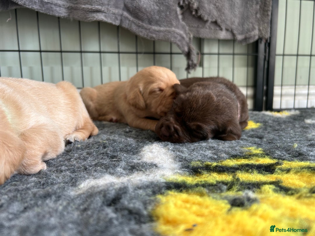 Labrador Retriever dogs for sale: Labrador puppies  - Image 5