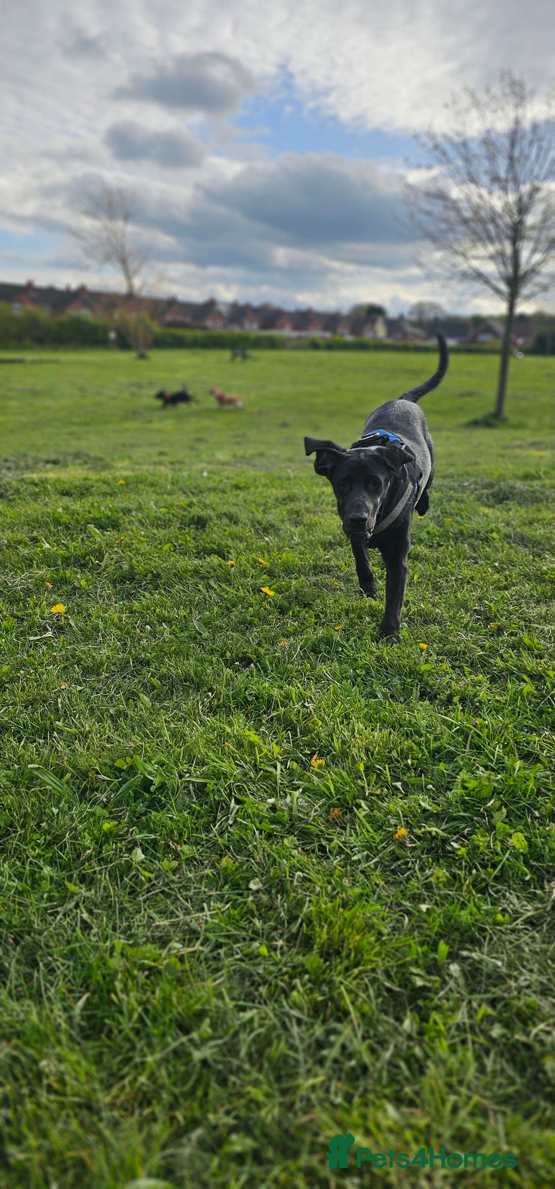 Labrador Retriever dogs for stud: Handsome black labrador for stud - Image 5