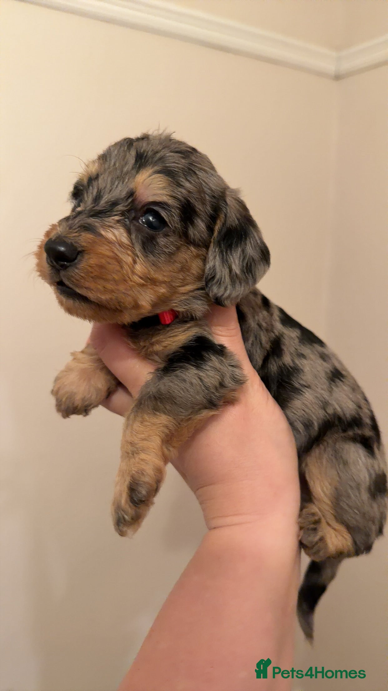 Mixed Breed dogs Miniature Doxiepoos  - Advert 11