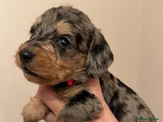 Mixed Breed dogs Miniature Doxiepoos - Advert 15