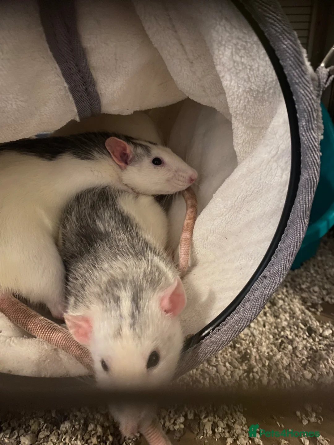 Rat rodents for sale: SOLD! Gone to a new home  - Advert 2