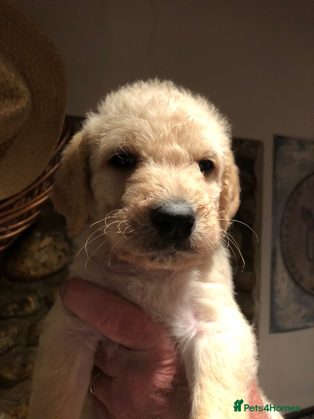 Labradoodle dogs for sale: READY NOW TOP QUALITY Standard F1 Labradoodles - Advert 1