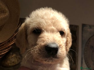 Labradoodle dogs TOP QUALITY Standard F1 Labradoodles - Advert 2