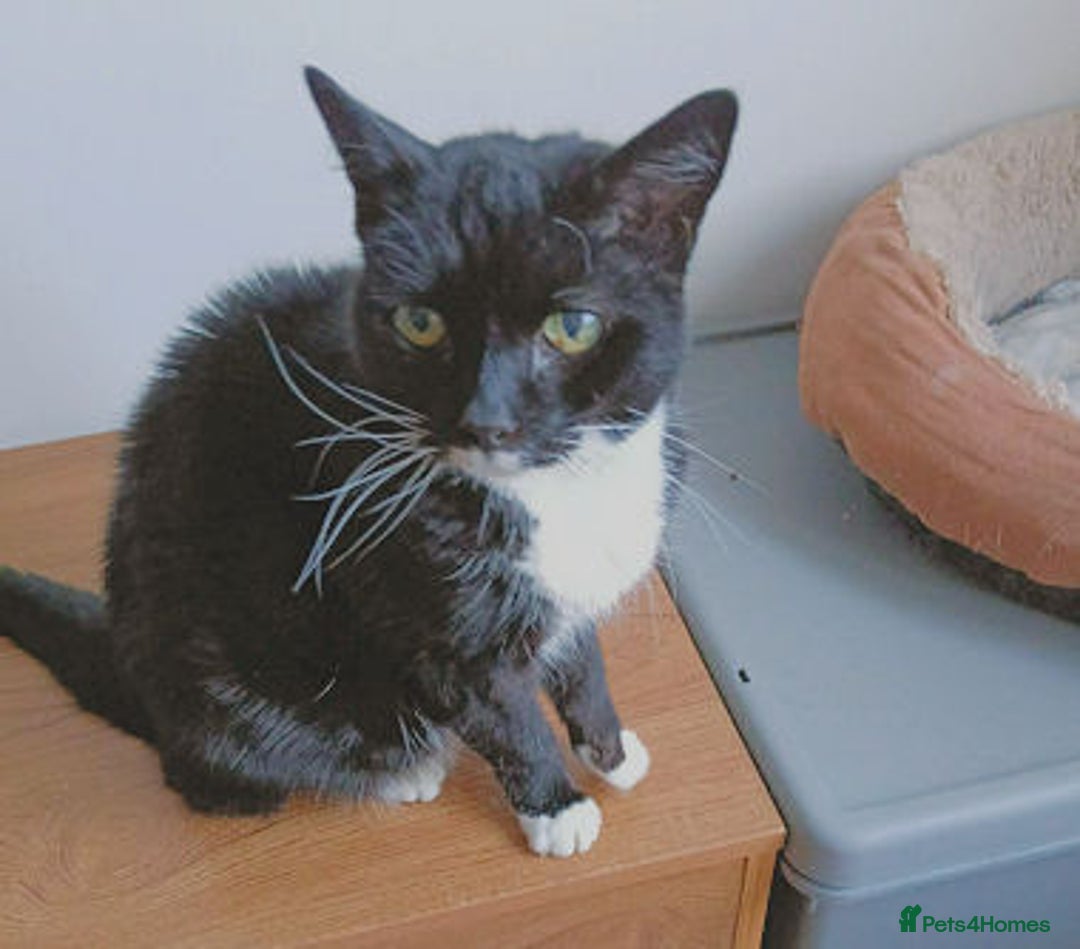 Mixed Breed cats for adoption: SUZIE - Advert 3