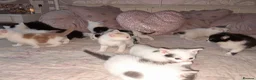 Mixed Breed cats for sale: 11 Adorable kittens 🐾 - Advert 32