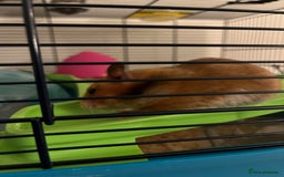 Hamster rodents for sale: Syrian Hamster - Image 2