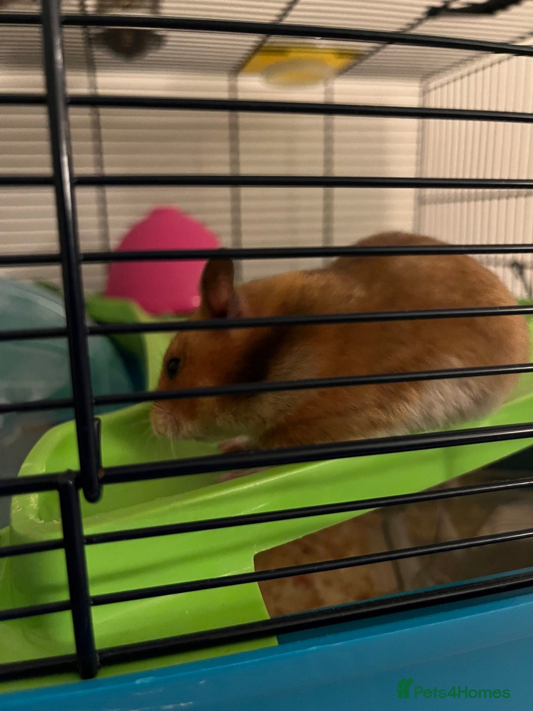 Hamster rodents for sale: Syrian Hamster - Image 2