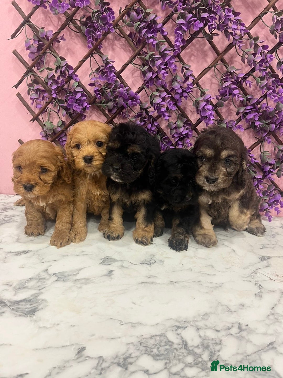 Cavapoo dogs for sale: Cavapoos f1 boys and girls  - Advert 4