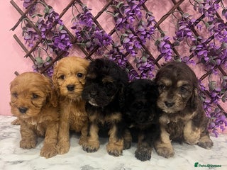 Cavapoo dogs Cavapoos f1 boys and girls - Advert 5