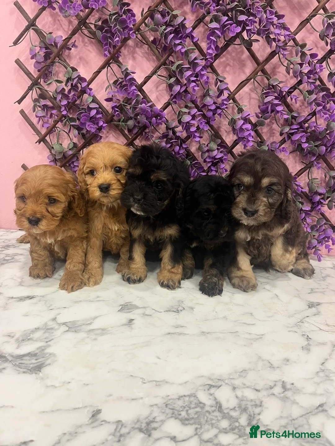 Cavapoo dogs for sale: Cavapoos f1 boys and girls  - Advert 2