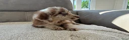 Labradoodle dogs for sale: Merel labradoodle puppies  - Advert 22