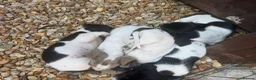 Miniature Dachshund dogs for sale: Miniature Dachshund 2 girls 2boys left - Advert 4