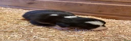 Border Collie dogs for sale: Border Collie Puppies For Sale  - Advert 4