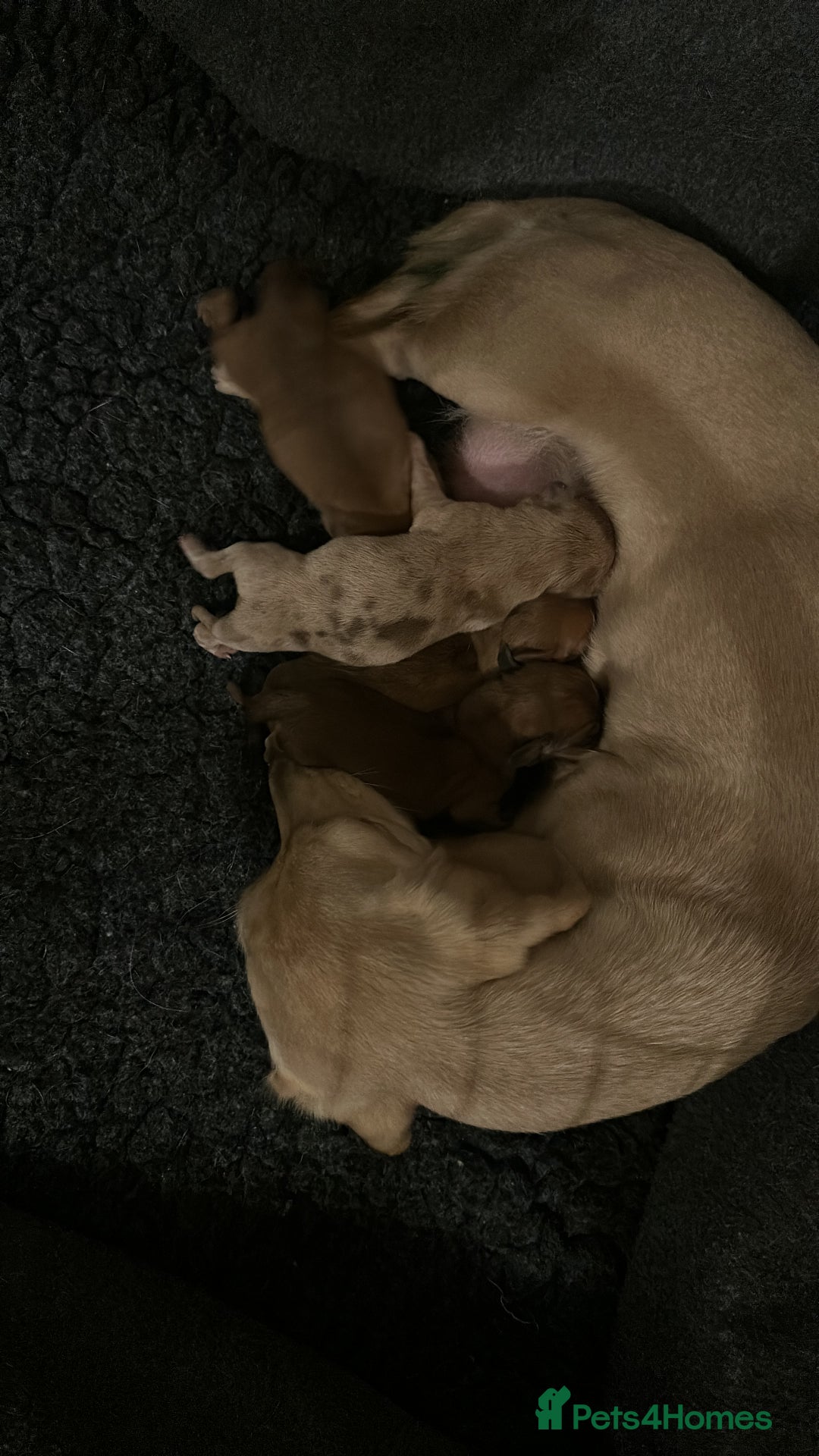 Miniature Dachshund dogs for sale: KC minature daschunds  - Image 1