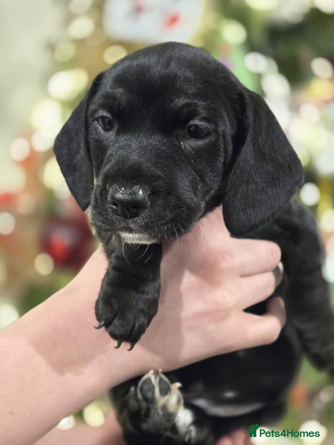 Mixed Breed dogs for sale: Cockerjack puppies READY NOW - Advert 11