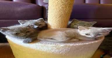 British Shorthair cats in Bromley - Advert 7