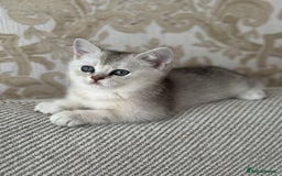 British Shorthair cats for sale: British shorthair silver chinchilla  - Image 4