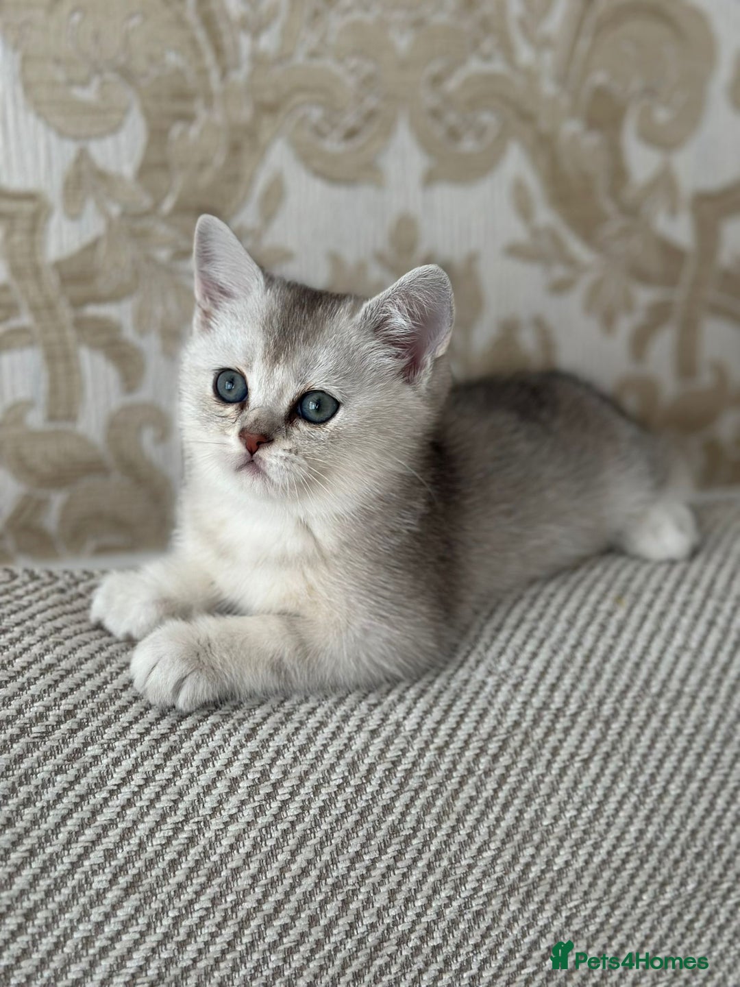 British Shorthair cats for sale: British shorthair silver chinchilla  - Image 4