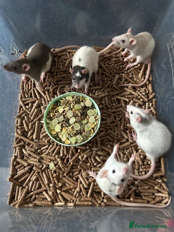 Rat rodents - Advert 16