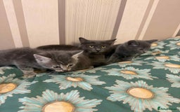 Mixed Breed cats for sale: 4 beautiful kittens left  - Image 5