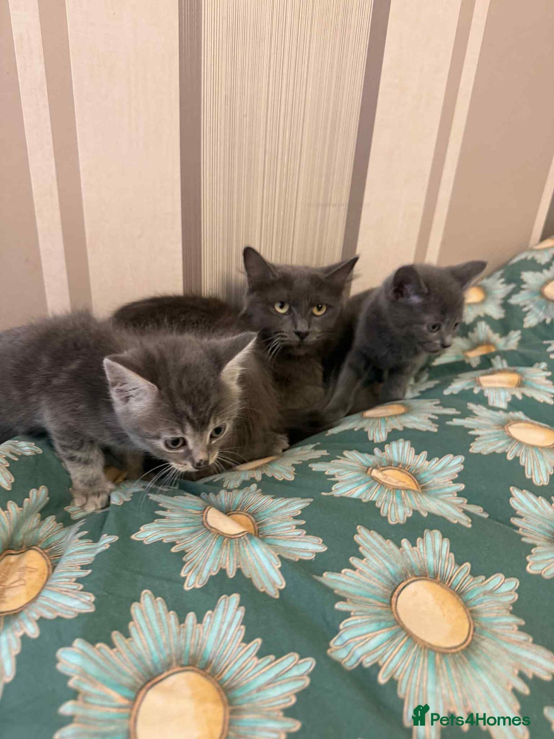 Mixed Breed cats for sale: 4 beautiful kittens left  - Image 5