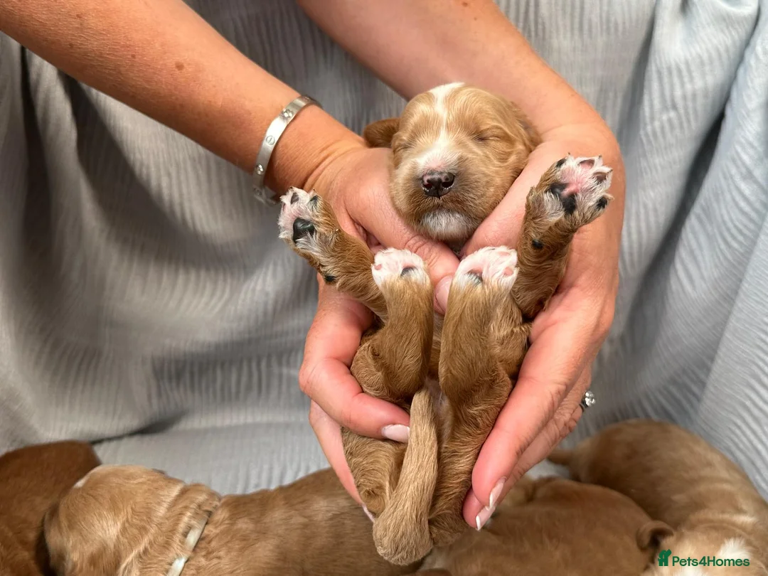 Australian Labradoodle dogs for sale: WAITING LIST Australian Labradoodles - RED & TUX  - Advert 36