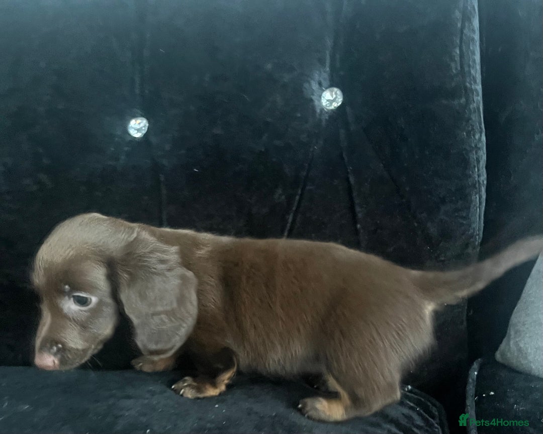 Miniature Dachshund dogs for sale: REDUCED KC miniature dachshunds READY TO LEAVE  - Image 6