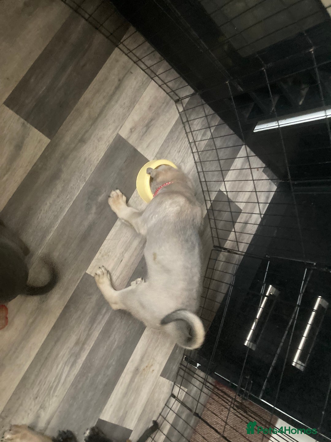 Cane Corso dogs for sale: Big furry floofballs - Advert 23