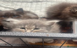 Maine Coon cats for sale: Maine coon mix - Image 3
