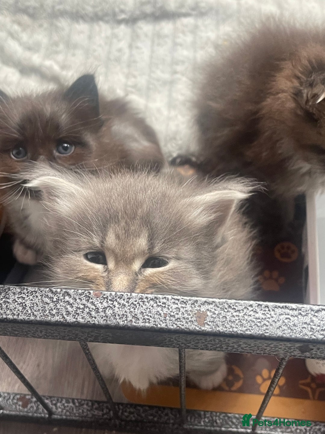 Maine Coon cats for sale: Maine coon mix - Image 3