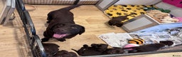 Labrador Retriever dogs for sale: Outstanding Quailty Chocolate Labrador Puppies - Advert 21