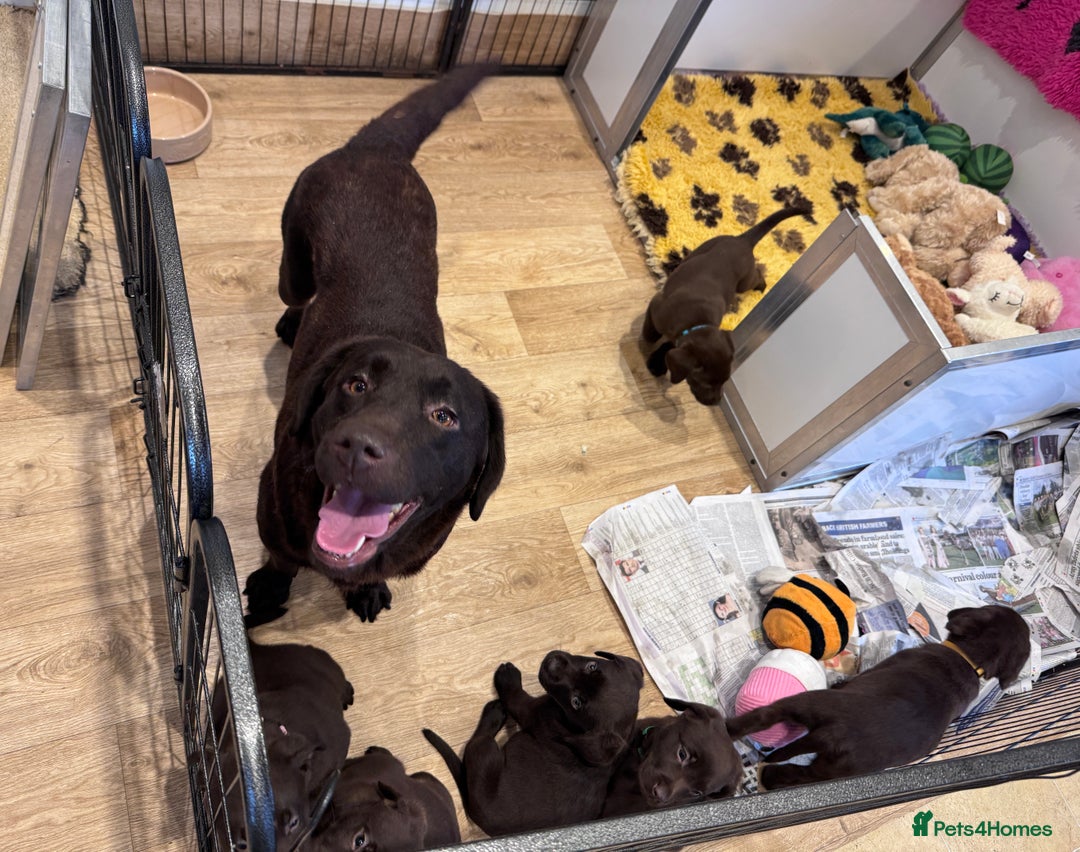 Labrador Retriever dogs for sale: Outstanding Quailty Chocolate Labrador Puppies - Advert 21