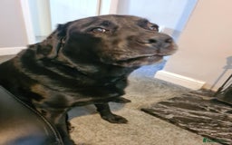 Labrador Retriever dogs for sale: Male Black Labrador PENDING  - Image 2
