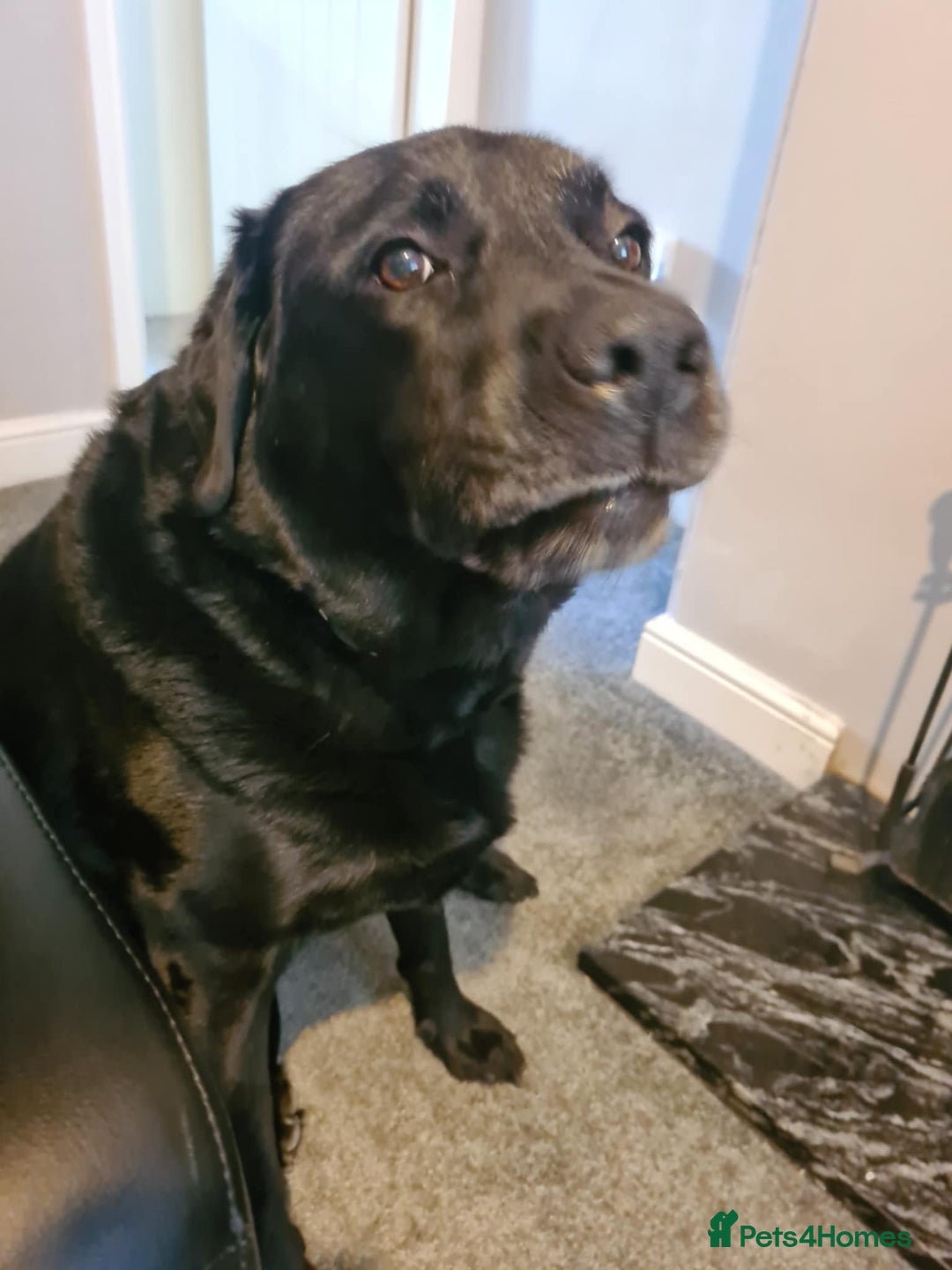 Labrador Retriever dogs for sale: Male Black Labrador PENDING  - Image 2