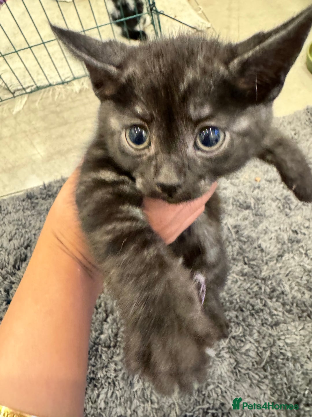 Bengal cats for sale: Bengal x British short hair kittens ready soon 15t - Advert 4