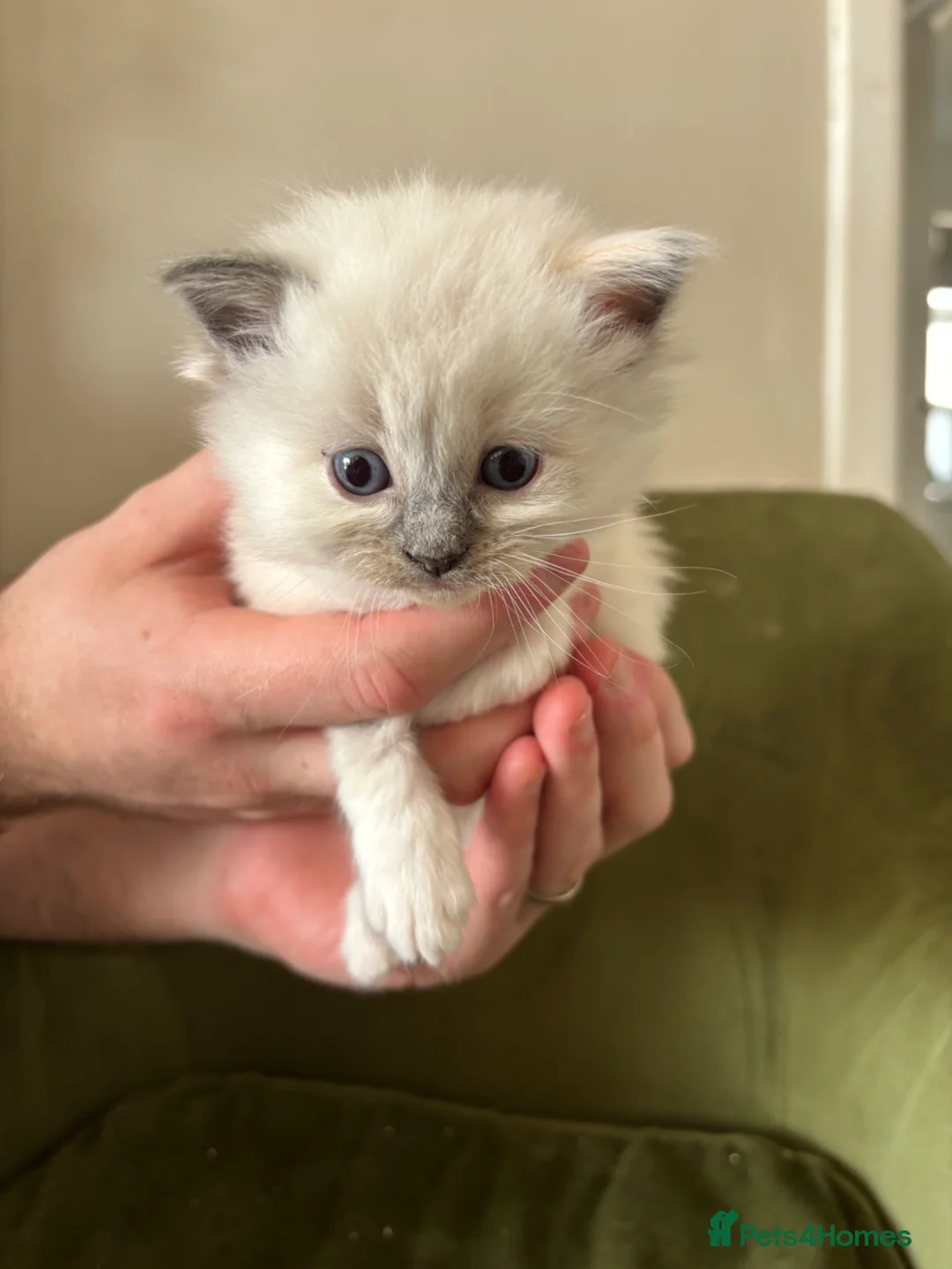 Ragdoll cats for sale: 2 Ragdoll kittens left!  - Advert 9