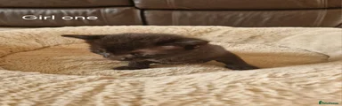 Domestic Shorthair 3