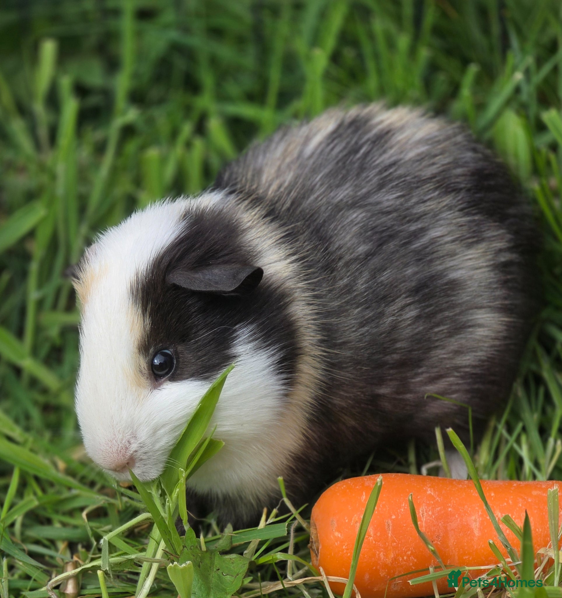 Guinea Pig rodents Baby guinea pigs for sale - Advert 1