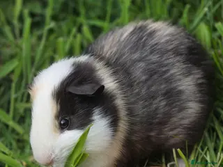 Guinea Pig rodents Baby guinea pigs for sale - Advert 1
