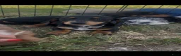 Miniature Dachshund dogs for sale: ❌Stunning Puppies❌ - Advert 9