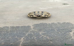 Hermann Tortoise reptiles for sale: 5 Spur Thighed Tortoises  - Image 28