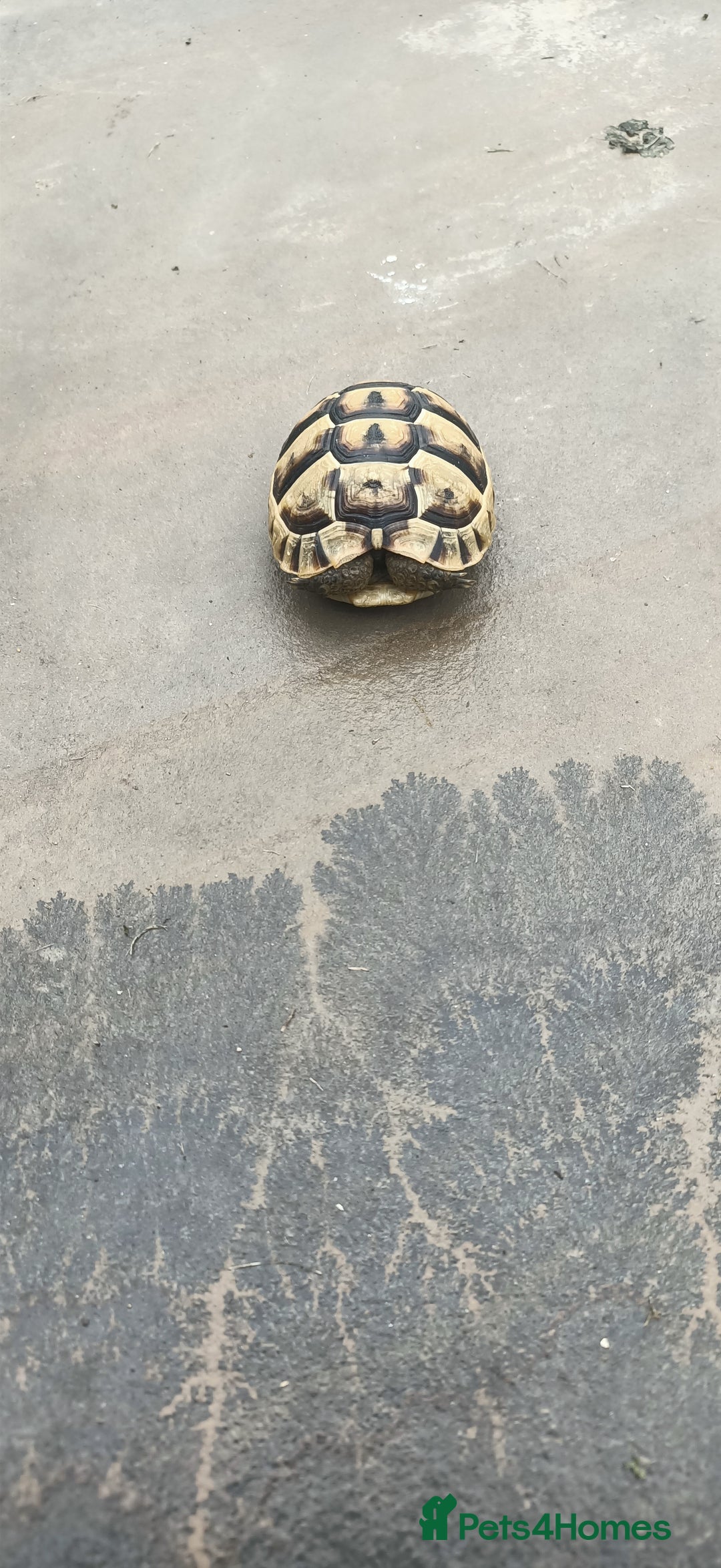 Hermann Tortoise reptiles for sale: 5 Spur Thighed Tortoises  - Image 28