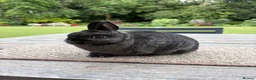 Netherland Dwarf rabbits for sale: Stunning Steel Netherland Dwarfs - Advert 1