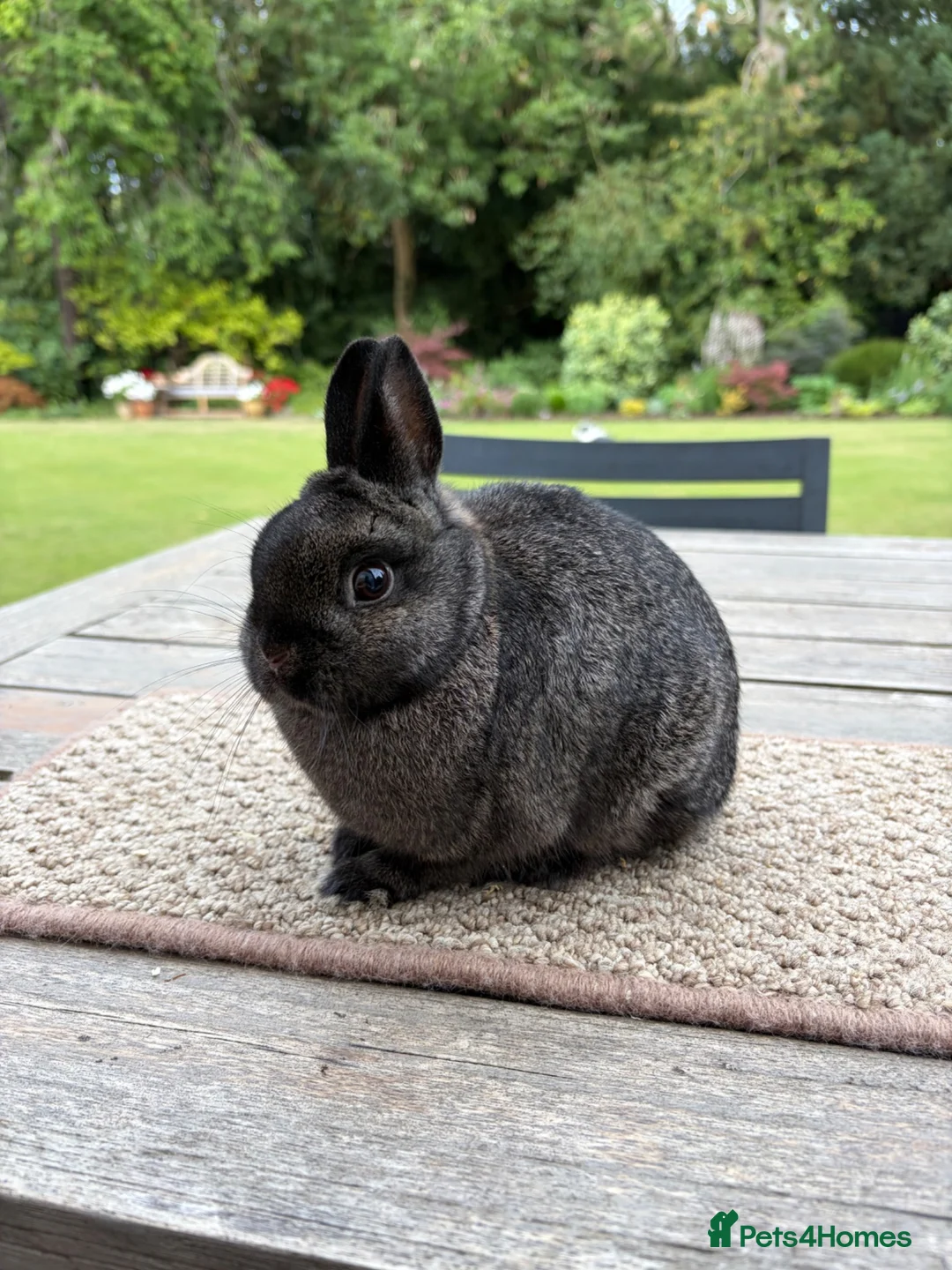 Netherland Dwarf rabbits for sale: Stunning Steel Netherland Dwarfs - Advert 1