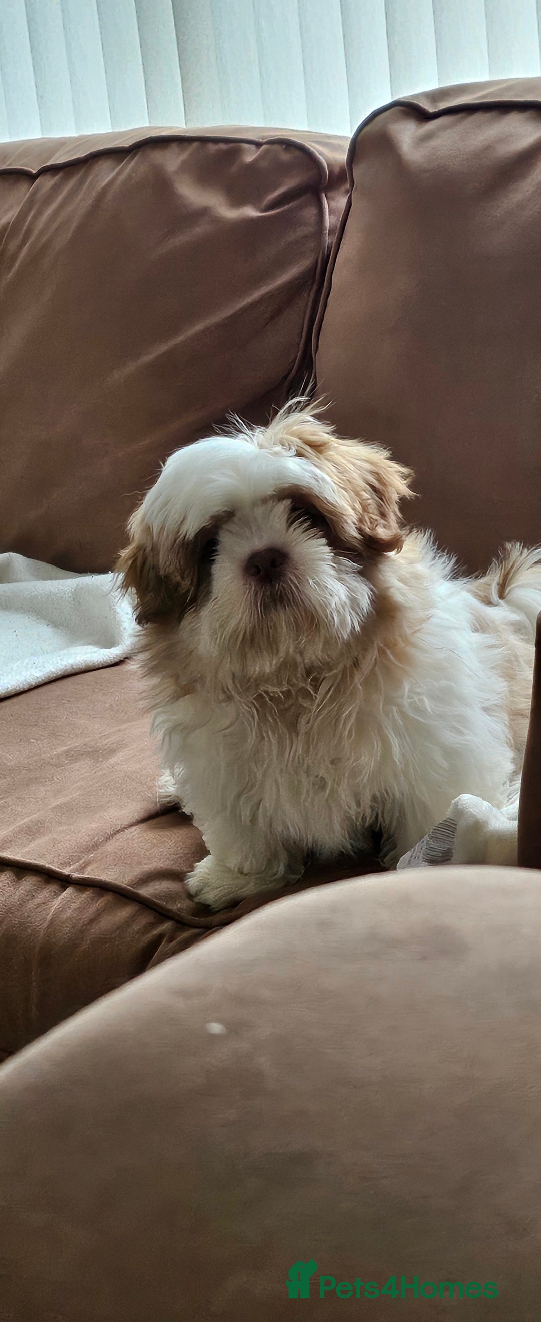 Mixed Breed dogs for sale: 4 beautiful little puppies chihuahua/shih tzu X - Advert 33