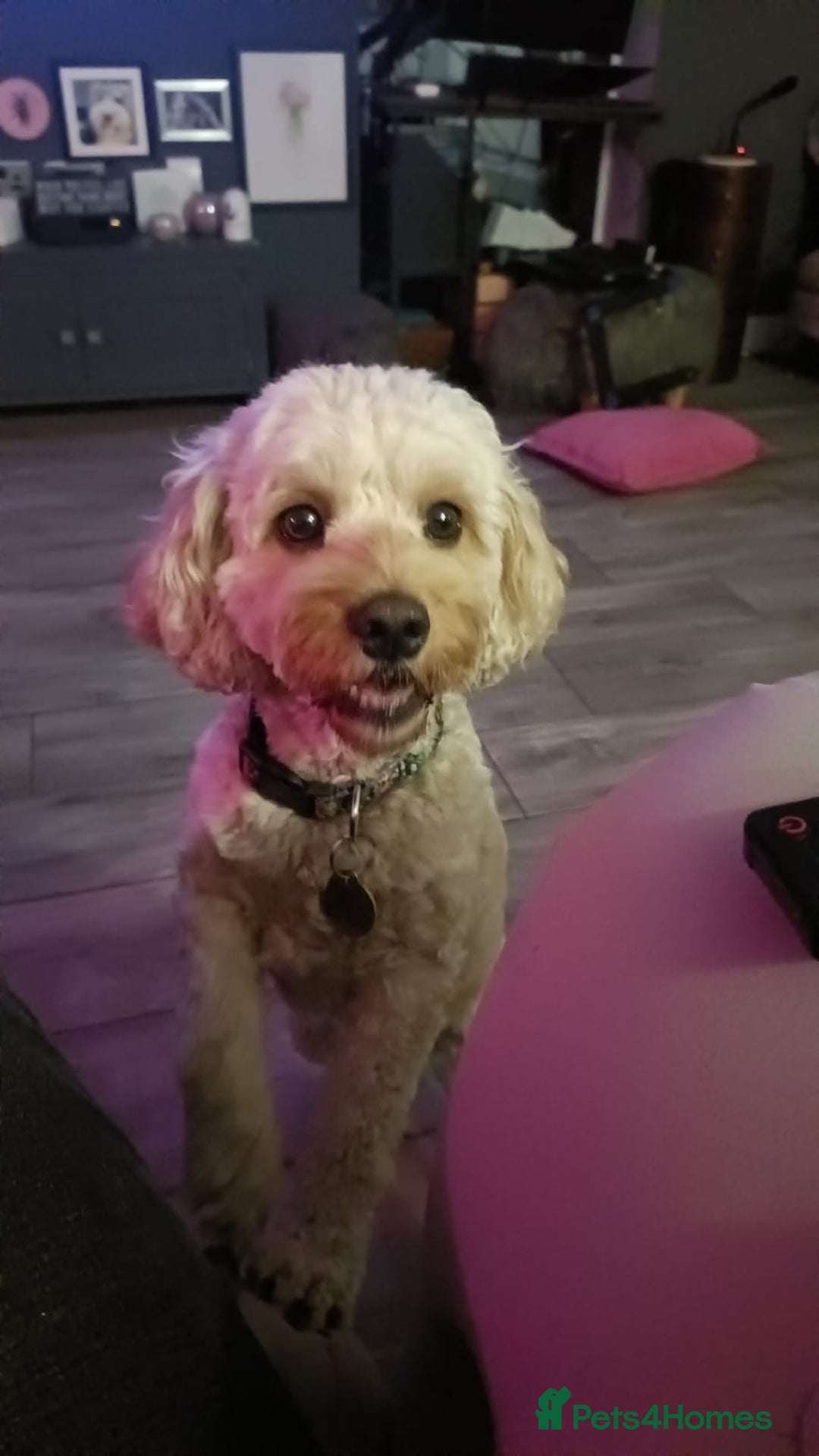 Cockapoo dogs for sale: Blue Roan F2 Female Cockapoo  - Advert 13